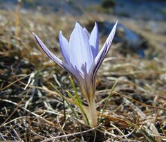 Crocus variegatus