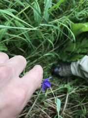 Aconitum delphiniifolium