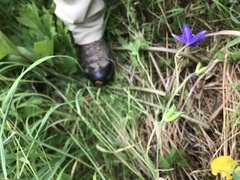 Aconitum delphiniifolium