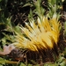 Carlina acanthifolia cynara - Photo (c) gardatxanae,  זכויות יוצרים חלקיות (CC BY-NC), הועלה על ידי gardatxanae