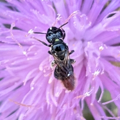 Ceratina cucurbitina