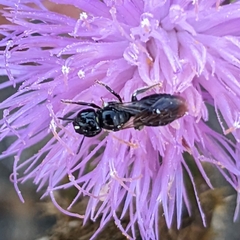 Ceratina cucurbitina