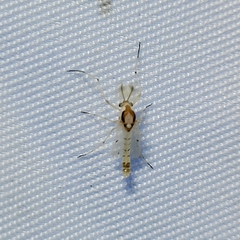 Coelotanypus concinnus