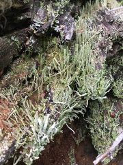 Cladonia umbricola