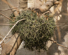 Tillandsia aeranthos