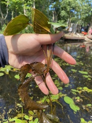 Potamogeton pulcher