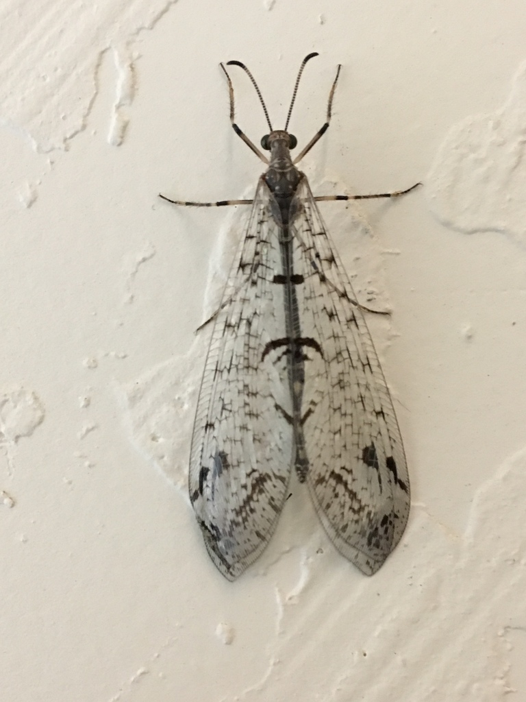 Dendroleon speciosus
