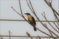 Pitangus sulphuratus