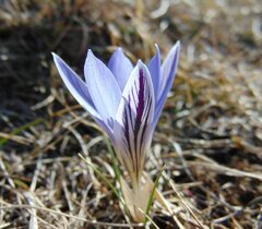 Crocus variegatus