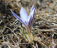 Crocus variegatus