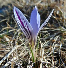 Crocus variegatus