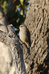 Brown Treecreeper photo 3