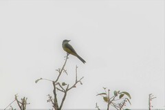 Tyrannus melancholicus