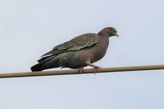 Patagioenas picazuro