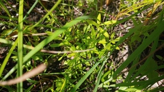 Polygala polygama obtusata