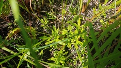 Polygala polygama obtusata