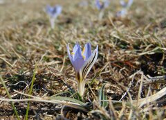 Crocus variegatus