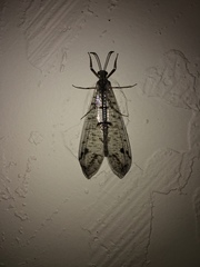 Dendroleon speciosus