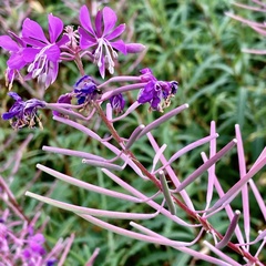Chamaenerion angustifolium