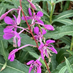 Chamaenerion angustifolium