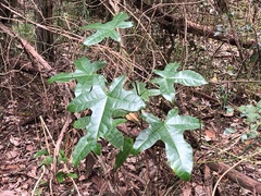 Brachychiton acerifolius