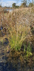 Cyperus gymnocaulos