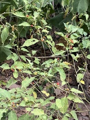 Witheringia mexicana