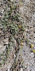 Acmispon decumbens decumbens
