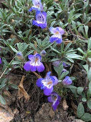 Penstemon caespitosus