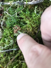 Cladonia cryptochlorophaea