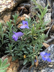 Penstemon caespitosus