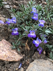 Penstemon caespitosus