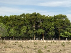 Calycophyllum spruceanum