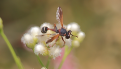 Physocephala segethi