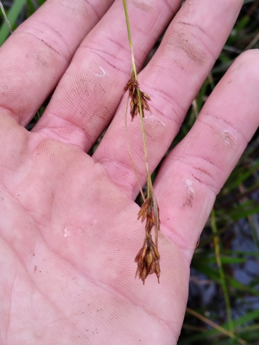 Image of Rhynchospora crinipes by (c) Scott Ward, some rights reserved (CC BY)