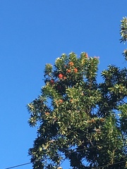 Stenocarpus sinuatus