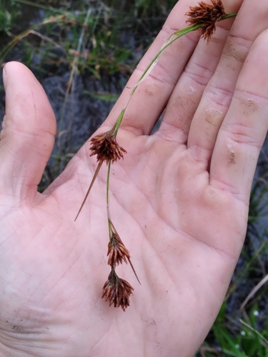 Image of Rhynchospora crinipes by (c) Scott Ward, some rights reserved (CC BY)