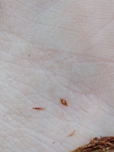 Image of Rhynchospora crinipes by (c) Scott Ward, some rights reserved (CC BY)