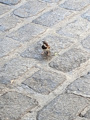 Passer domesticus