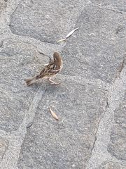 Passer domesticus