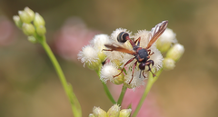 Physocephala segethi