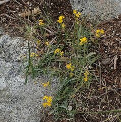 Erysimum capitatum capitatum