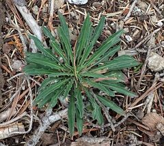 Erysimum capitatum capitatum