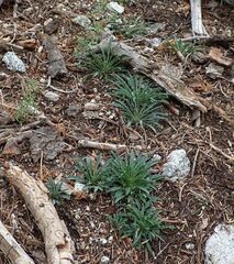 Erysimum capitatum capitatum