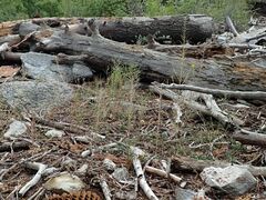 Erysimum capitatum capitatum