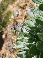Icaricia cotundra