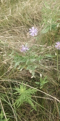 Lactuca pulchella