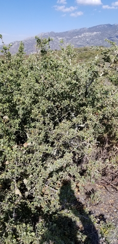 White bark California lilac foliage