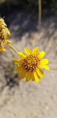 Helianthus gracilentus