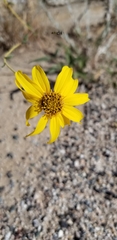 Helianthus gracilentus